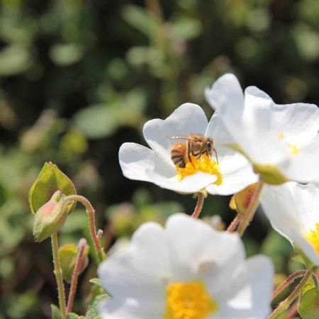 Cistus corbariensis - Image by İsmet Şahin from Pixabay 