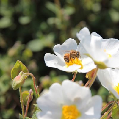 Cistus corbariensis - Image by İsmet Şahin from Pixabay 