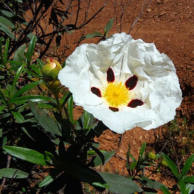 Cistus 'Jenkyn Place' - Image by daniel alonso from Pixabay 