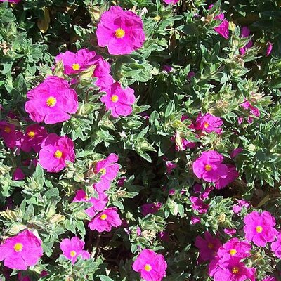 Cistus 'Sunset' - Photo by Leonora Enking (CC BY-SA 2.0)