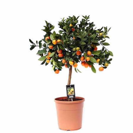 Citrofortunella 'Calamondin' - Image courtesy of Pannebakker