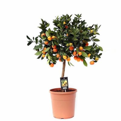 Citrofortunella 'Calamondin' (22cm pot)
