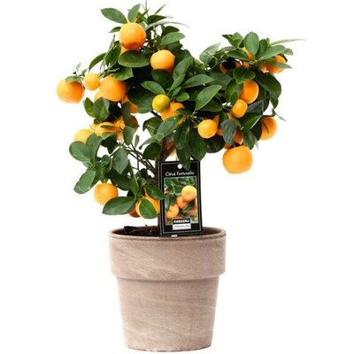 Citrofortunella 'Calamondin' (16cm deco pot)