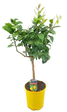 Citrus 'Lemon' - Image courtesy of Pannebakker