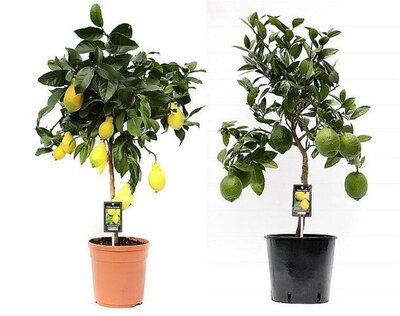 Citrus 'Lemon' Standard (22cm pot)