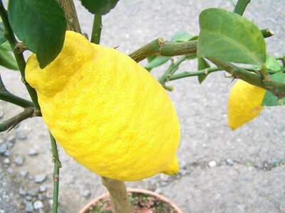 Citrus lemon standard (22cm pot)