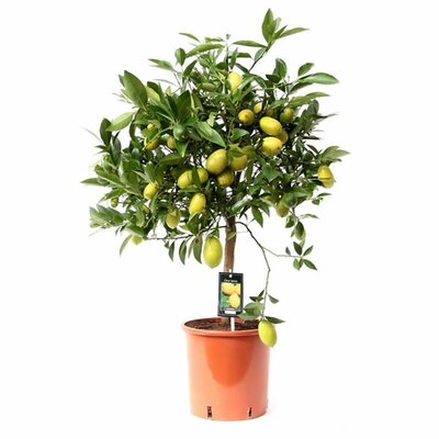 Citrus 'Limequat' – Standard - Image courtesy of Pannebakker