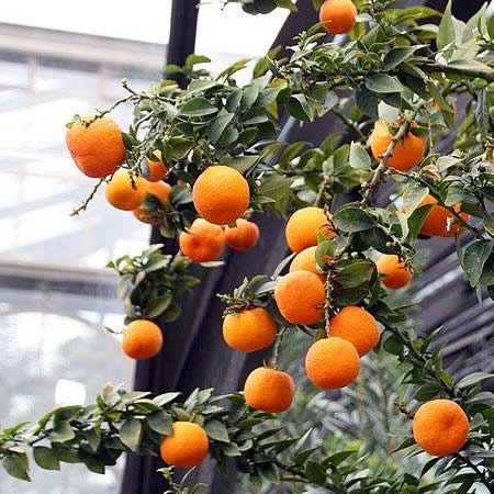 Citrus mandarin standard - Photo by David J. Stang (CC BY-SA 4.0)