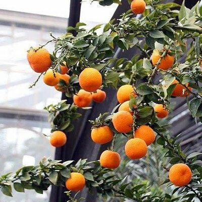 Citrus mandarin standard - Photo by David J. Stang (CC BY-SA 4.0)