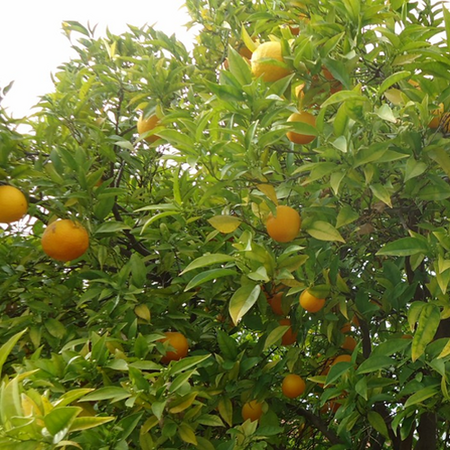 Citrus Sinensis - Photo by Tomwsulcer (CC0 1.0)