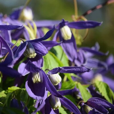 Clematis 'Alpina' - Photo by Mark (CC BY 2.0)