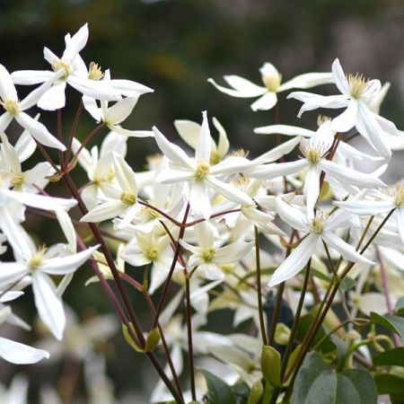 Clematis Armandii "Snowdrift" - Image by Klaus Hausmann from Pixabay 
