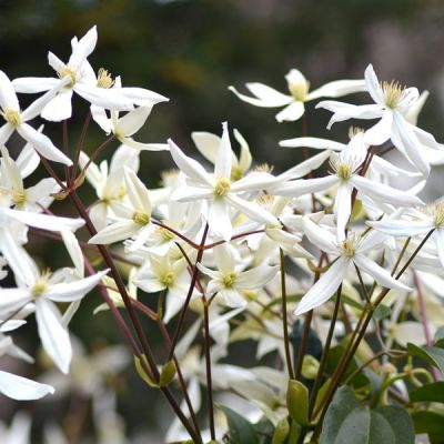 Clematis Armandii "Snowdrift" - Image by Klaus Hausmann from Pixabay 