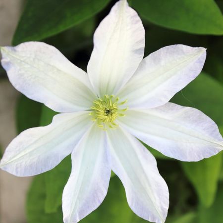 Clematis 'Early Sensation' - Image by Alicia Taylor from Pixabay 