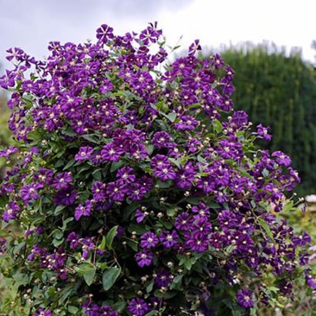 Clematis "Etoile Violette" - Photo by Acabashi (CC BY-SA 4.0)