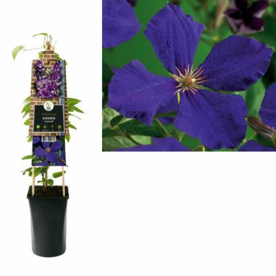 Clematis Jackmanii  - Image courtesy of Pannebakker