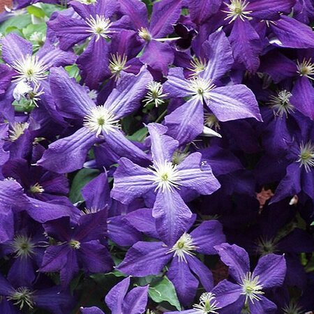 Clematis 'Jackmanii' - Photo by Mike Gifford (CC BY-SA 2.0)