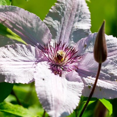 Clematis 'John Paul II' (2L pot)