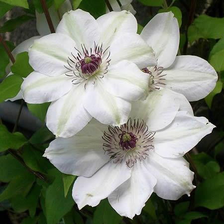 Clematis “Miss Bateman”  - Photo by Elena Torre (CC BY-SA 2.0)