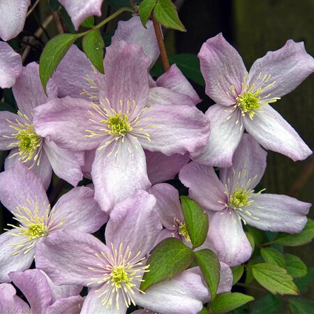 Clematis montana 'Fragrant Spring' - Photo by Phil Mitchell (CC0 1.0)