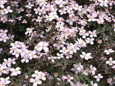 Clematis montana 'Tetrarose' - Image courtesy of PictureThis (CC BY 2.0)