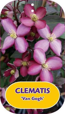 Clematis montana 'Van Gogh'  - Image courtesy of Pannebakker