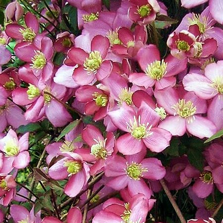 Clematis montana 'Van Gogh' - Public image here under fair use