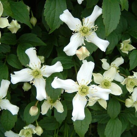 Clematis montana wilsonii - Photo by 	bcballard (CC BY-SA 2.0)
