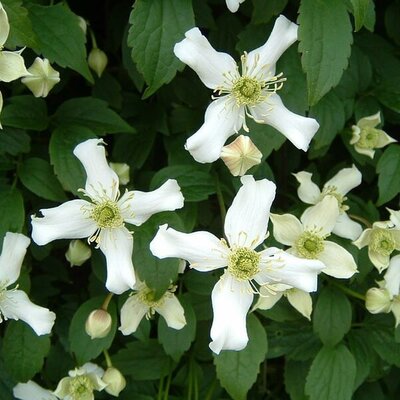 Clematis montana wilsonii - Photo by 	bcballard (CC BY-SA 2.0)