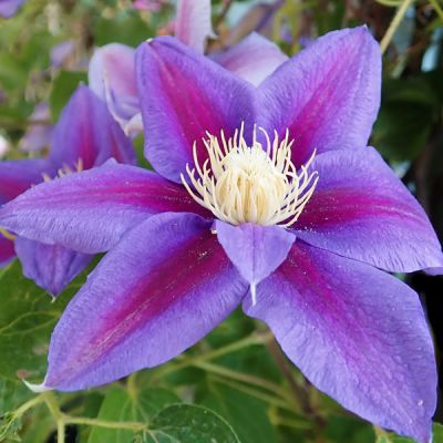 Clematis “Mrs N. Thompson” - Image by Beverly Buckley from Pixabay  