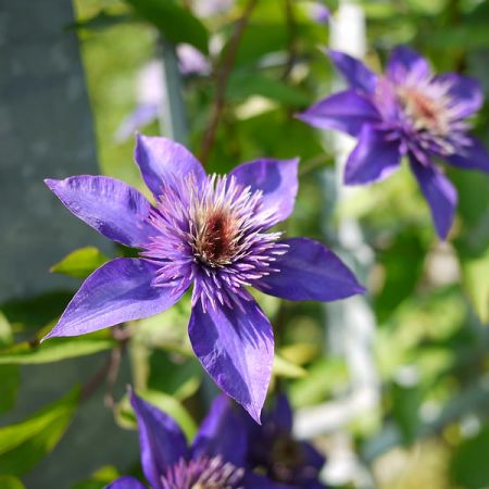 Clematis “Multi Blue”  - Photo by Mad Ball (CC BY-SA 2.0)