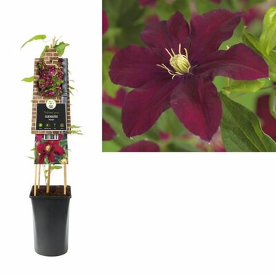 Clematis 'Niobe' - 