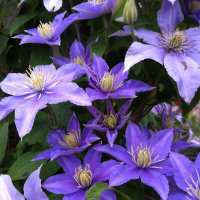 Clematis 'Olympia' - Image courtesy of pxhere (CC0)