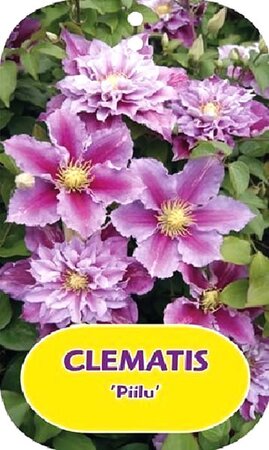 Clematis 'Piilu' - Image courtesy of Pannebakker