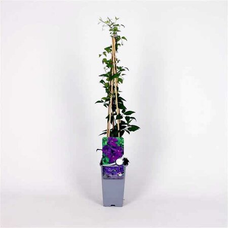 Clematis 'Polish Spirit' (2L pot)