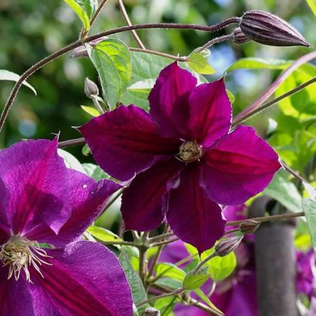 Clematis "Star of India" - Clematis "Star of India"
