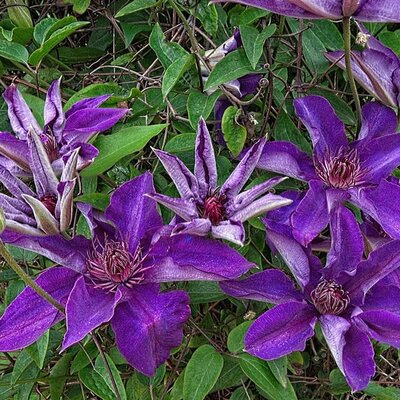 Clematis 'The President' - Photo by F. D. Richards (CC BY-SA 2.0)