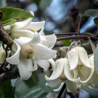 Clematis "Winter Beauty" - Photo by Christine Matthews (CC BY-SA 2.0)