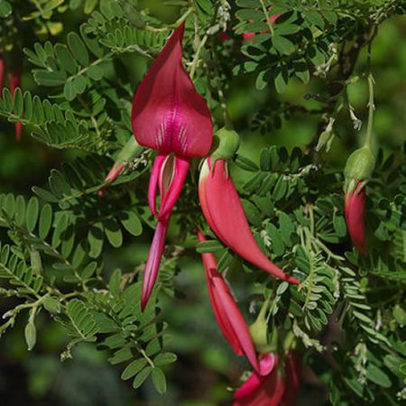 Clianthus puniceus - Photo by Eric in SF (CC BY-SA 3.0)