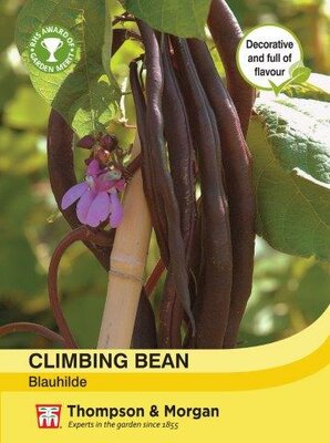 Climbing Bean Blauhilde - image 1