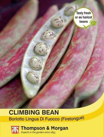 Climbing Bean Borlotto Lingua (Firetongue) - image 1