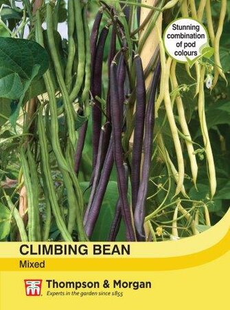 Climbing Bean Mixed - image 1