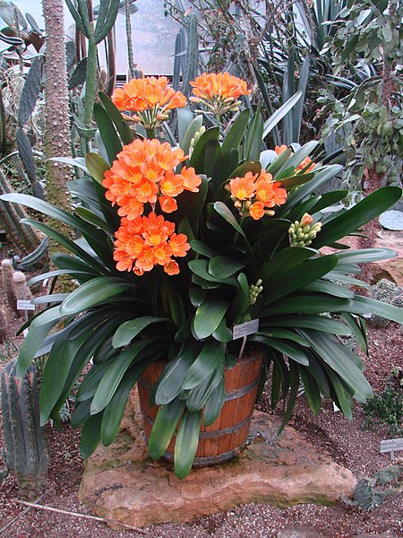 Clivia miniata - Photo by Guérin Nicolas (CC BY-SA 3.0)