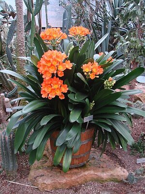 Clivia miniata - Photo by Guérin Nicolas (CC BY-SA 3.0)