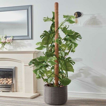 Coco Moss Pole -Image Courtesy of Smart Garden Products