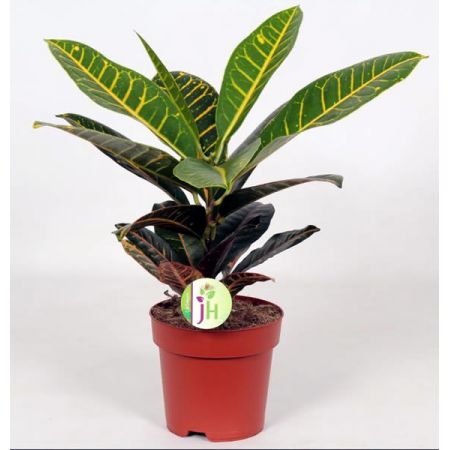Codiaeum Petra  - Image courtesy of Pannebakker
