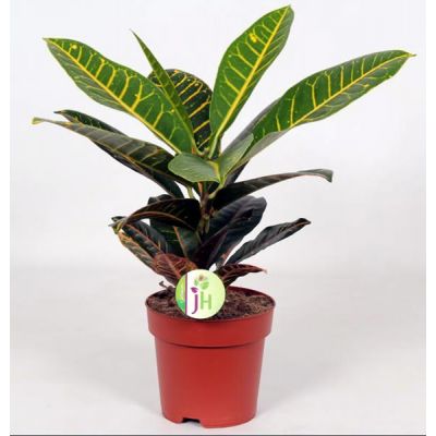 Codiaeum Petra - Image courtesy of Pannebakker