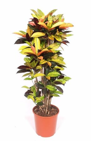 Codiaeum 'Mrs. Iceton' - Image courtesy of Pannebakker