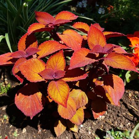 Coleus “Campfire” - Image by PollyDot from Pixabay 