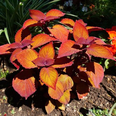 Coleus “Campfire” - Image by PollyDot from Pixabay 